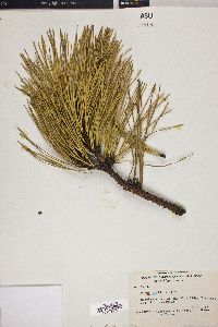 Pinus rigida image