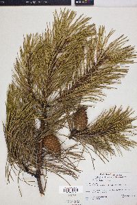 Pinus rigida image