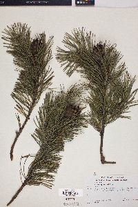 Pinus sylvestris image