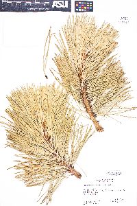 Pinus washoensis image