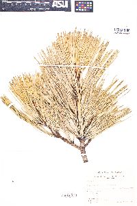 Pinus washoensis image