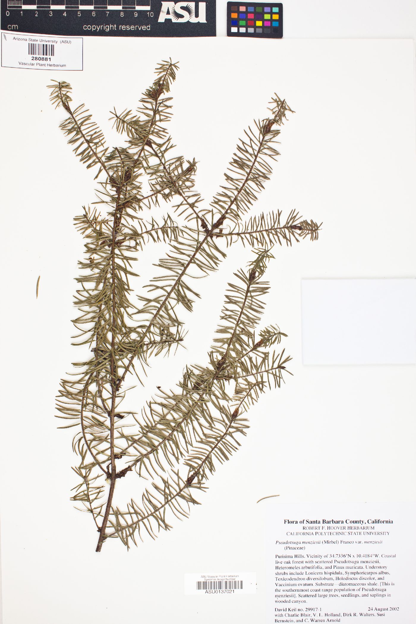 Pseudotsuga menziesii var. menziesii image