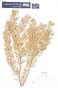 Pseudotsuga menziesii image