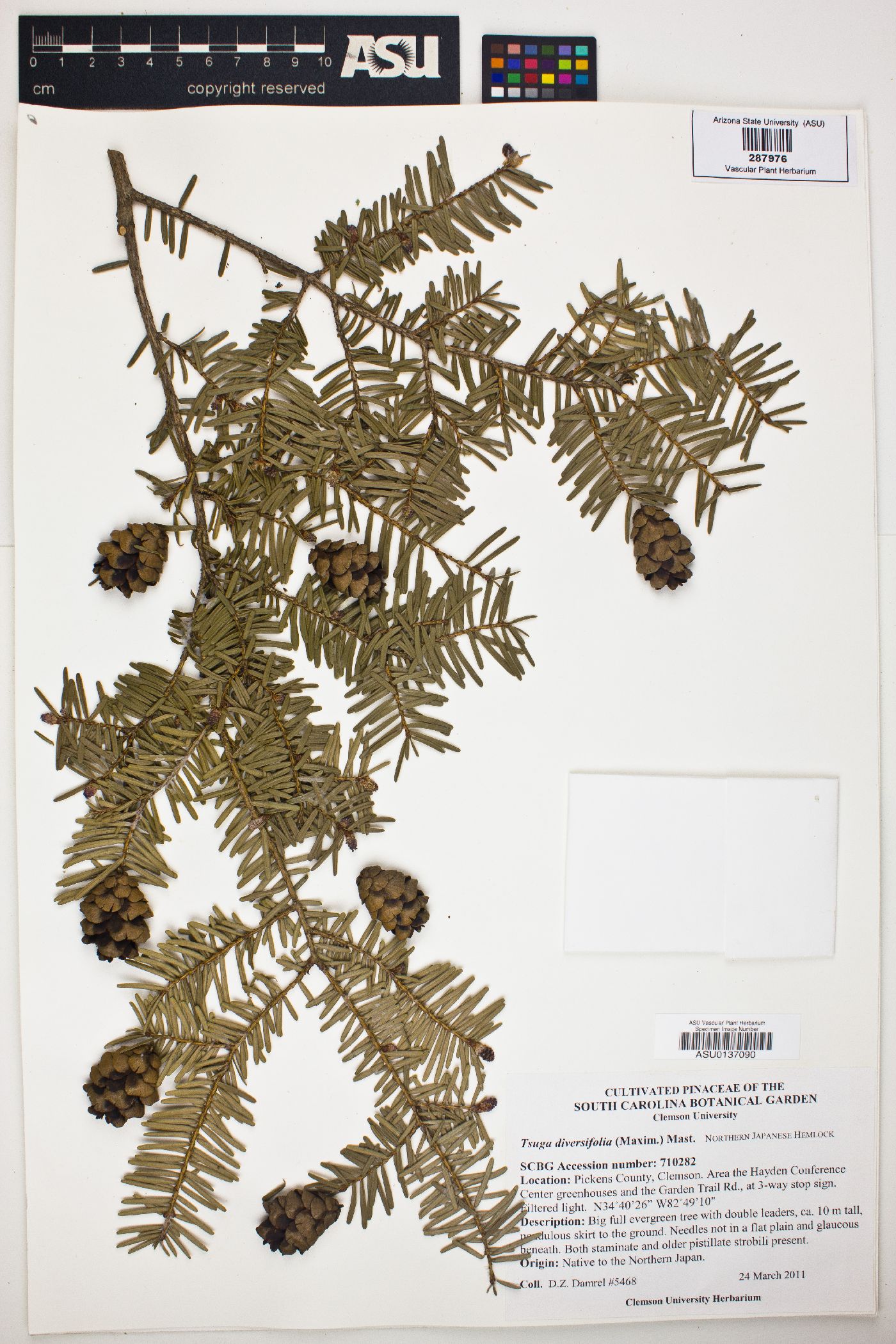 Tsuga diversifolia image