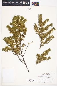 Taxus canadensis image