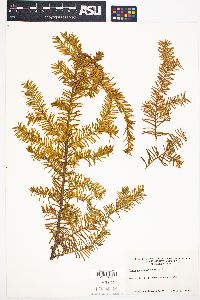 Taxus canadensis image