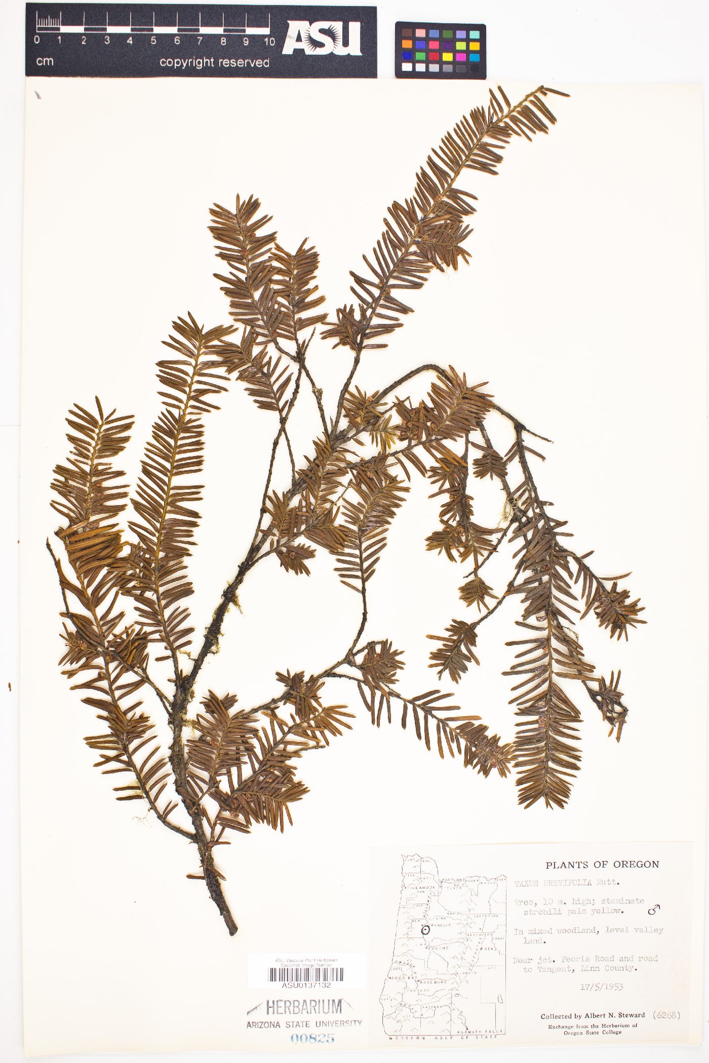 Taxus brevifolia image