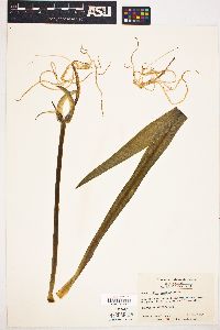 Hymenocallis crassifolia image