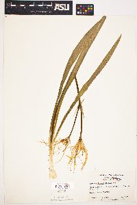 Hymenocallis crassifolia image