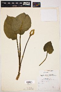 Calla palustris image