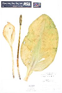 Lysichiton americanus image
