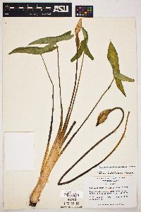 Peltandra sagittifolia image