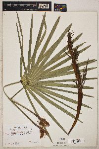 Serenoa serrulata image