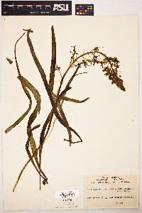 Camassia hyacinthina image