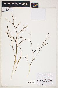 Chlorogalum pomeridianum var. pomeridianum image