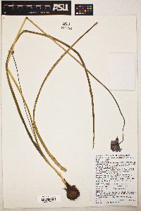 Dichelostemma capitatum image