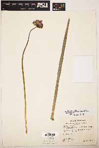 Dichelostemma capitatum subsp. capitatum image