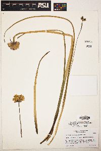 Dichelostemma capitatum image