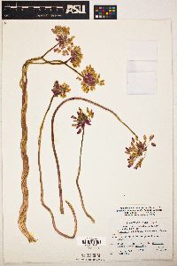 Dichelostemma volubile image