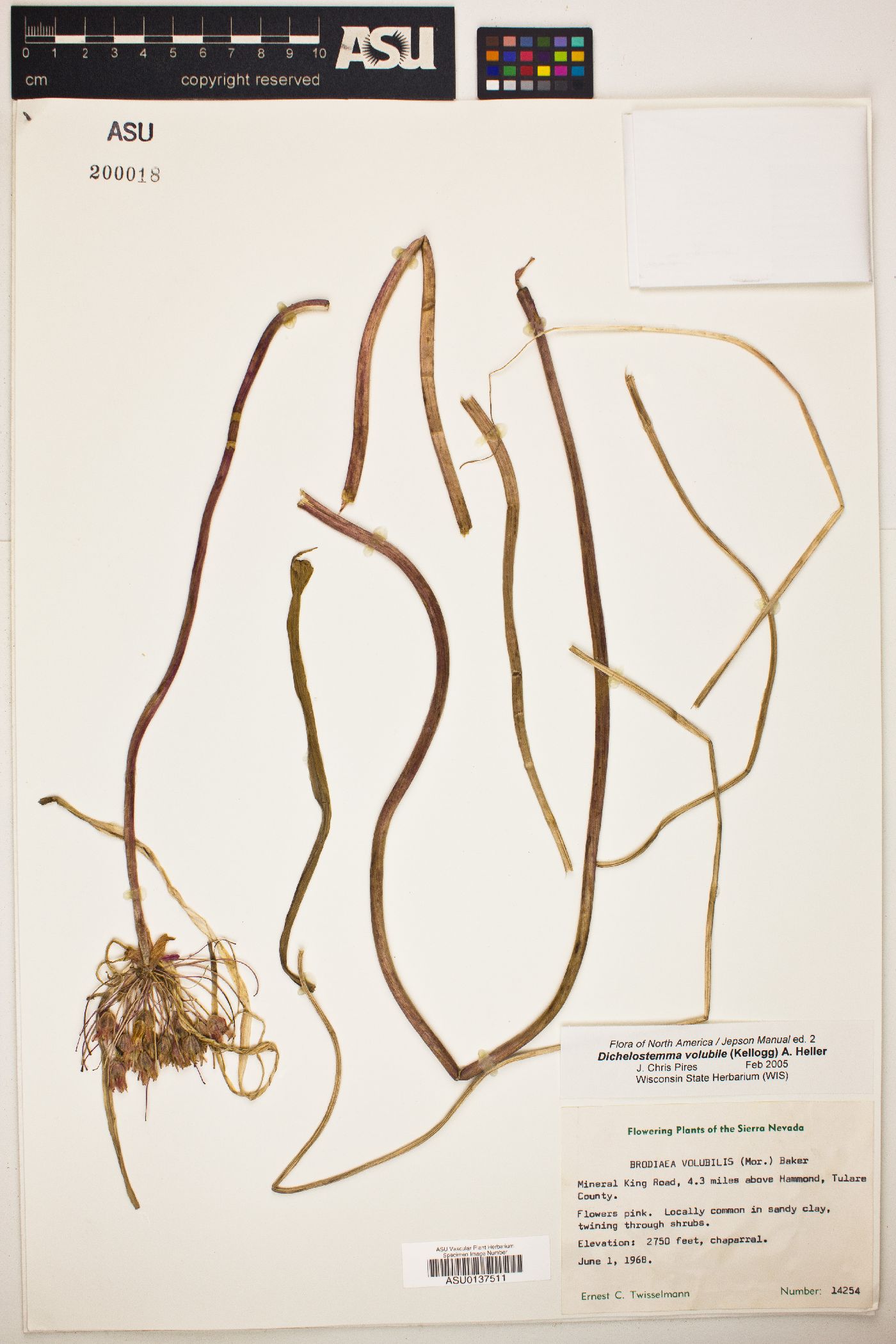 Dichelostemma volubile image