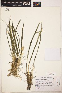 Leucocrinum montanum image