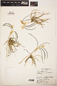 Leucocrinum montanum image