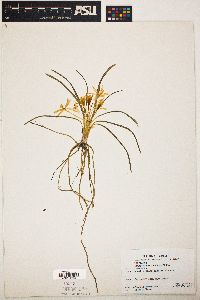 Leucocrinum montanum image