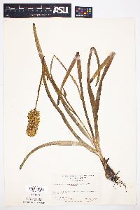 Amianthium muscitoxicum image