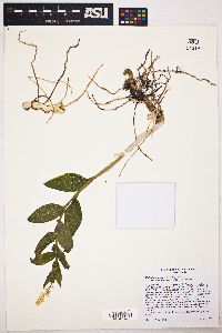 Maianthemum racemosum subsp. amplexicaule image