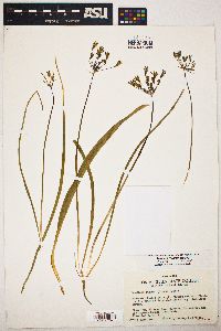 Triteleia dudleyi image