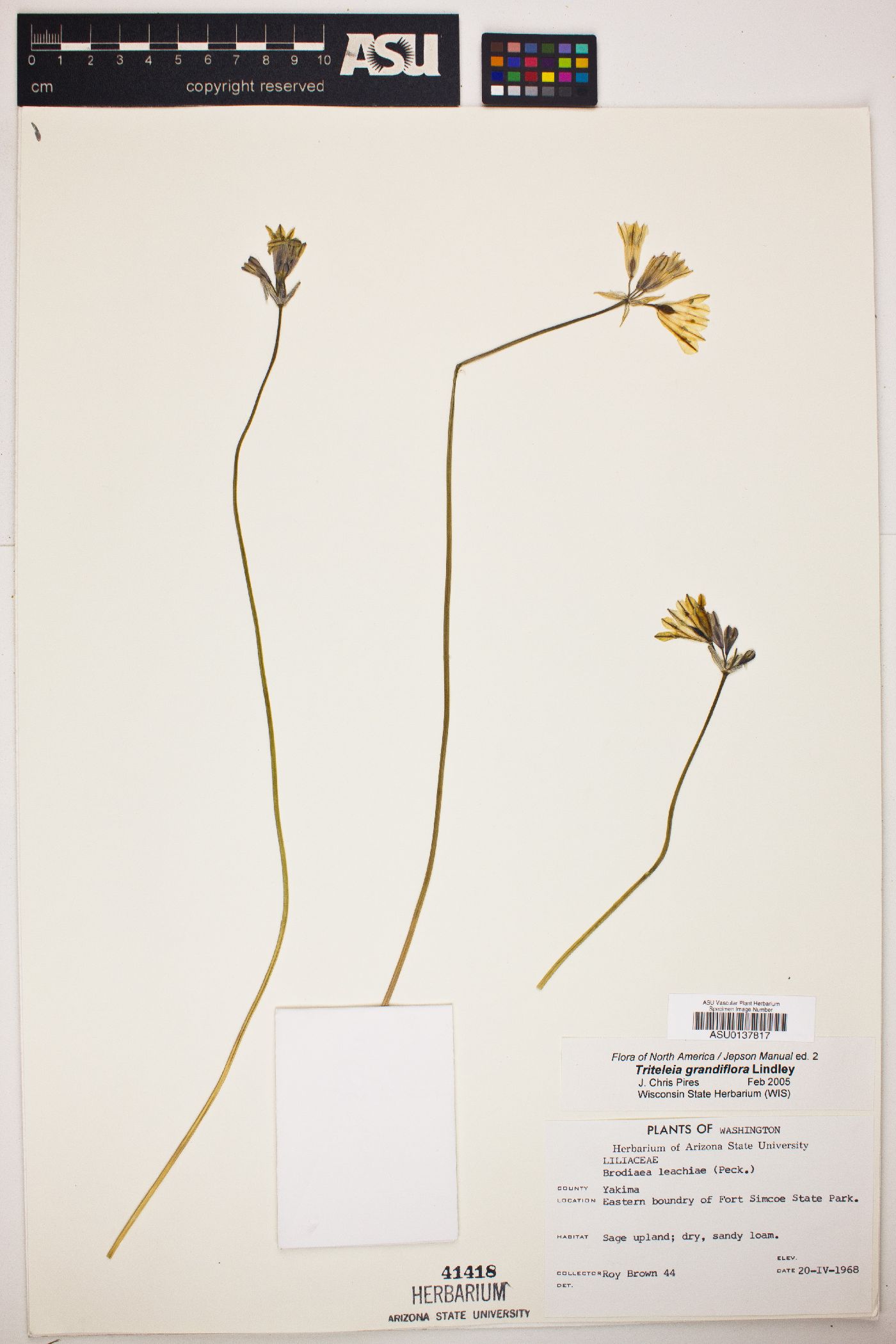 Triteleia grandiflora image