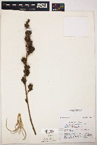 Hechtia texensis image