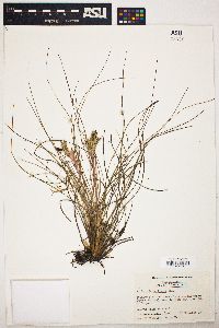 Tillandsia bartramii image