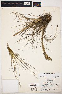 Tillandsia bartramii image