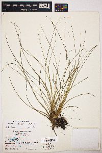 Tillandsia bartramii image