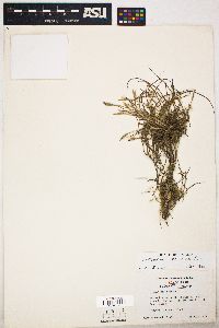 Tillandsia recurvata image