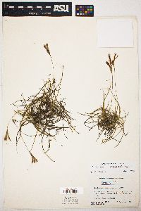 Tillandsia recurvata image