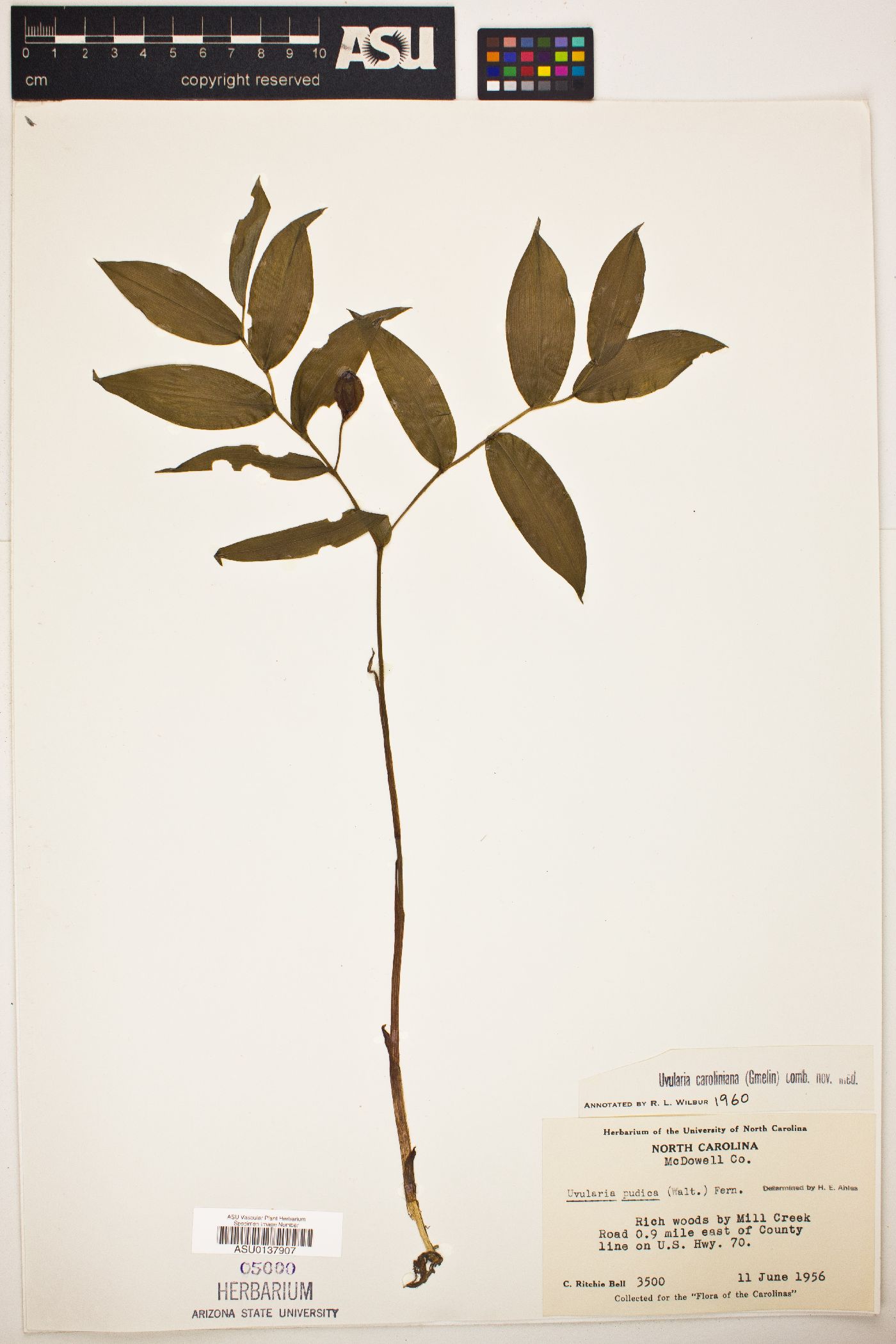 Uvularia carolina image
