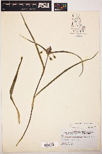 Tradescantia occidentalis image