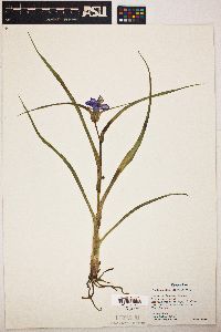 Tradescantia ohiensis image