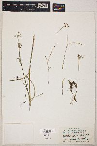 Tradescantia pinetorum image