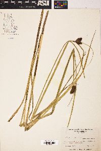 Bolboschoenus robustus image