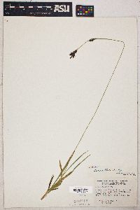 Carex ablata image