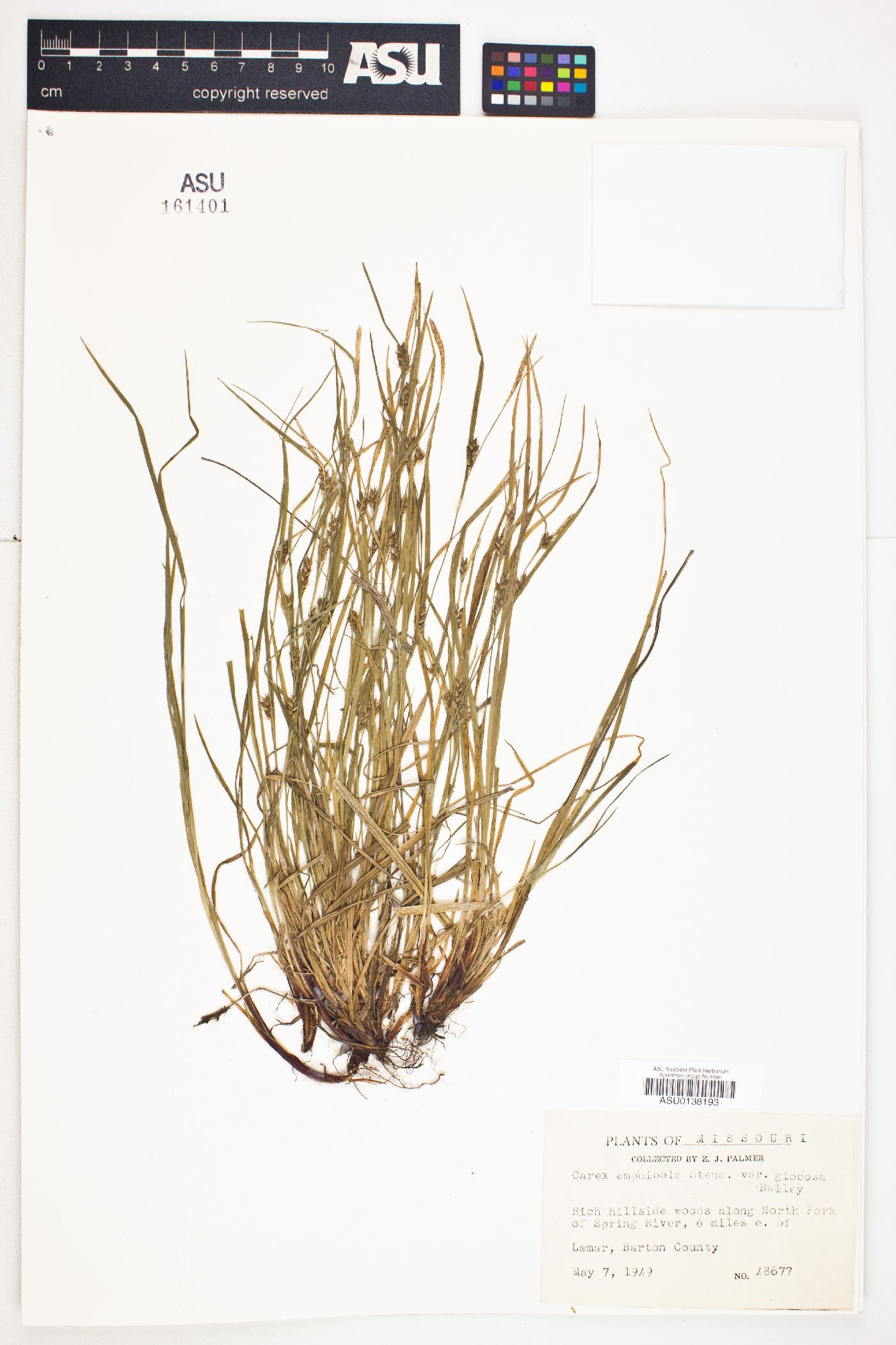 Carex amphibola var. globosa image