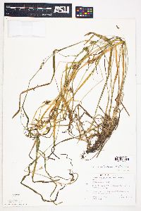 Carex amphibola var. turgida image