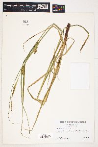 Carex atherodes image