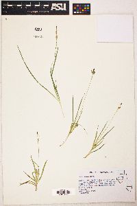 Carex aurea image