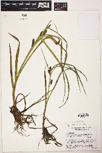 Carex aureolensis image