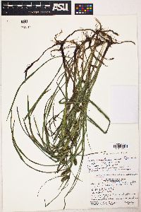 Carex aureolensis image