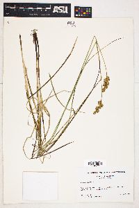 Carex bicknellii image